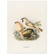 Algerian desert sparrow. Vintage bird print.   XIX beautiful illustration of european birds collection.