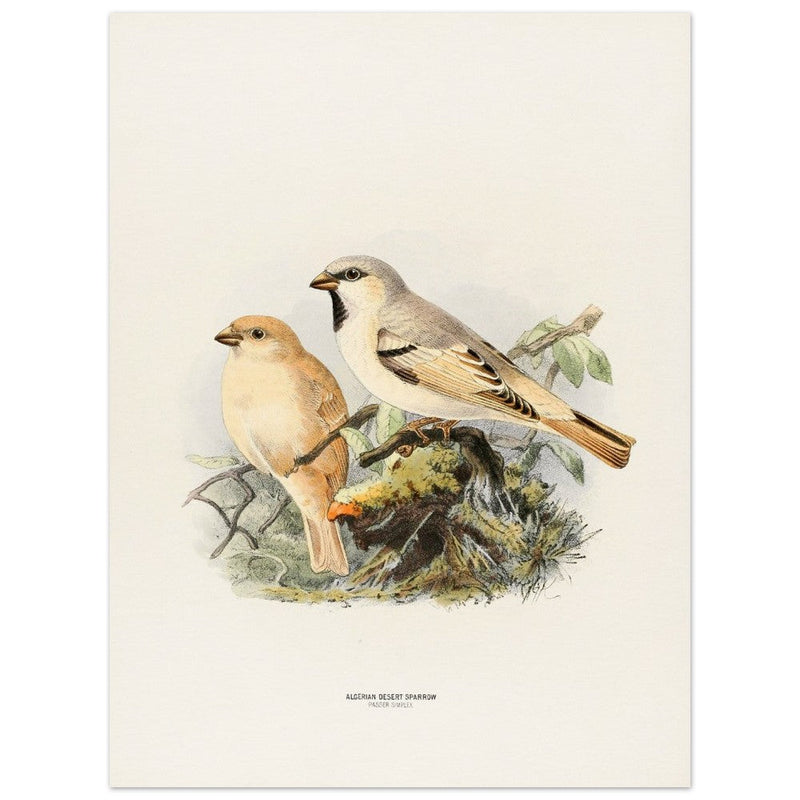 Algerian desert sparrow. Vintage bird print.   XIX beautiful illustration of european birds collection.