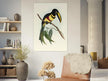 Toucan by John Gould XIX Century. Antique bird illustration