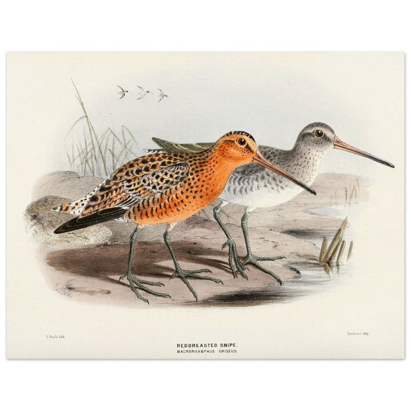 Redbreasted snipe birds. Vintage bird print.   XIX beautiful illustration of asian birds collection.