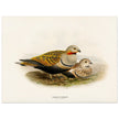 Black bellied sandgrouse birds. Vintage bird print.   XIX beautiful illustration of european birds collection.