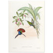 Hummingbirds  by John Gould XIX century . A Monograph of the Trochilidae. 4906