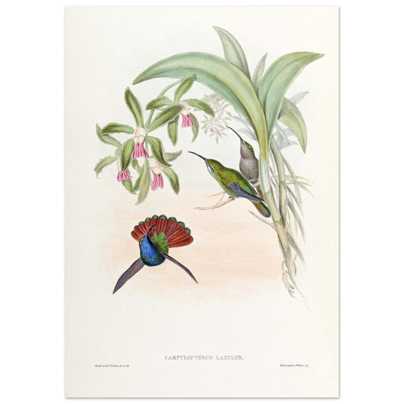Hummingbirds  by John Gould XIX century . A Monograph of the Trochilidae. 4906