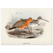 Redbreasted snipe birds. Vintage bird print.   XIX beautiful illustration of asian birds collection.