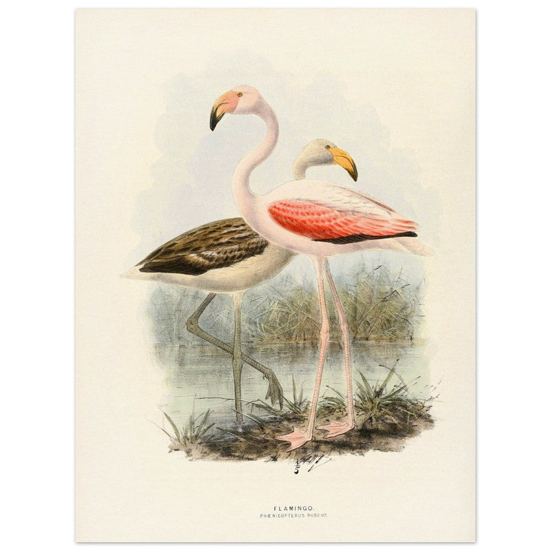 Flamingoes . Vintage bird print .   XIX beautiful illustration of european birds collection.