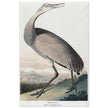 Hooping Crane Sandhill Crane, Grus canadensis by Robert Havel after James Audubon plate reproduction