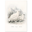 Willow and Rock Ptarmigan birds. Vintage bird print.   XIX beautiful illustration of european birds collection.