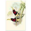 Art print of two vintage red toucans by John Gould XIX Century. Antique bird painting