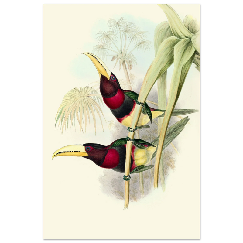 Art print of two vintage red toucans by John Gould XIX Century. Antique bird painting