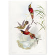 Hummingbirds  by John Gould XIX century . A Monograph of the Trochilidae. 4884