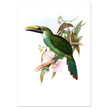 Art print / canvas of vintage green toucan by John Gould XIX Century. Antique bird painting