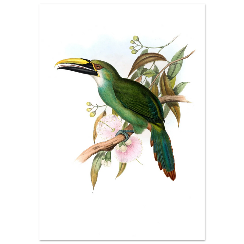 Art print / canvas of vintage green toucan by John Gould XIX Century. Antique bird painting