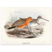 Redbreasted snipe birds. Vintage bird print.   XIX beautiful illustration of asian birds collection.