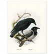 Carrion and hooded crows. Vintage bird print.   XIX beautiful illustration of european birds collection.