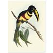 Toucan by John Gould XIX Century. Antique bird illustration