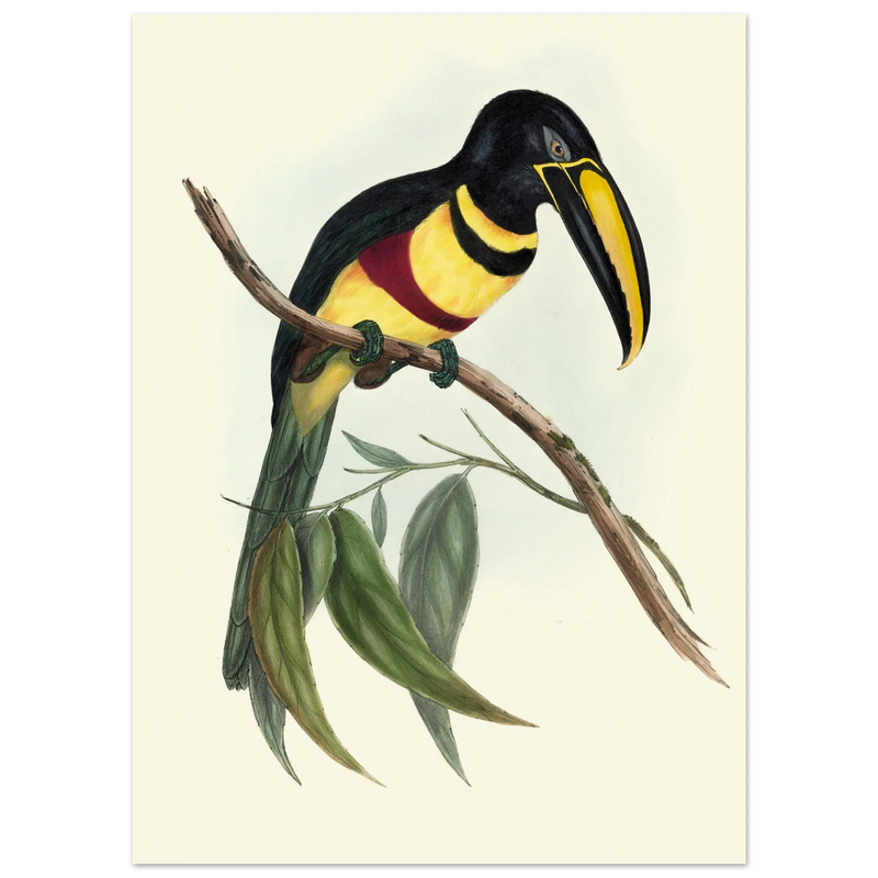 Toucan by John Gould XIX Century. Antique bird illustration