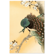 Peacock in cherry tree by Ohara Koson.
