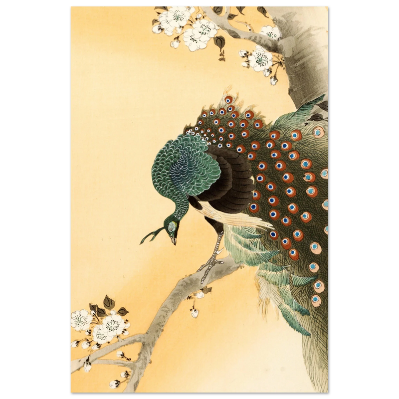 Peacock in cherry tree by Ohara Koson.
