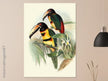 Art print of beautiful vintage toucans birds by John Gould XIX Century.