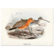 Redbreasted snipe birds. Vintage bird print.   XIX beautiful illustration of asian birds collection.