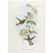 Hummingbirds  by John Gould XIX century . A Monograph of the Trochilidae. 4937