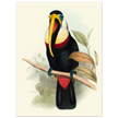 Toucan by John Gould XIX Century. Antique bird painting
