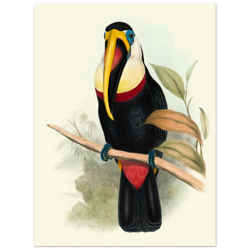 Toucan by John Gould XIX Century. Antique bird painting