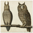 Scops Owl and Long-eared Owl vintage illustration.