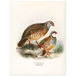 Red legged and barbary partdridges. Vintage bird print.   XIX beautiful illustration of european birds collection.