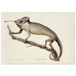 The Chameleon. Lacerta Chameleon by George Shaw 1792. Poster reproduction of an old historic illustration..