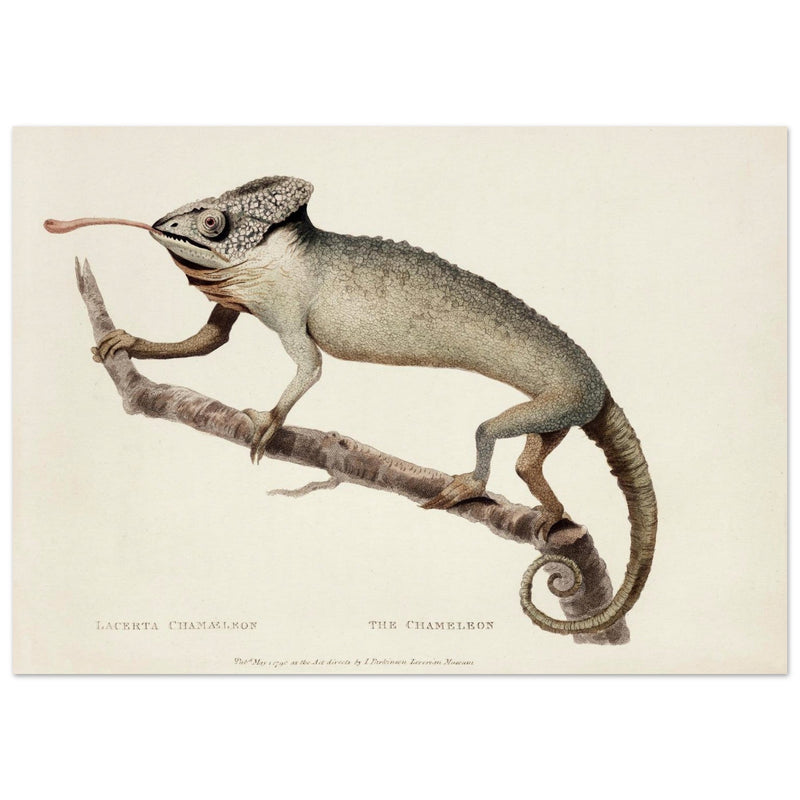 The Chameleon. Lacerta Chameleon by George Shaw 1792. Poster reproduction of an old historic illustration..
