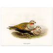 Black bellied sandgrouse birds. Vintage bird print.   XIX beautiful illustration of european birds collection.