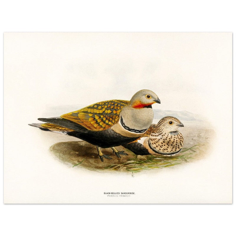 Black bellied sandgrouse birds. Vintage bird print.   XIX beautiful illustration of european birds collection.