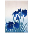 Irises by Ohara Koson Beautiful blue flowers woodblock painting in an