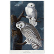 Snowy owl Stryx Nyctea by Robert Havell after James Audubon
