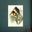 Art print of beautiful vintage toucans birds by John Gould XIX Century.