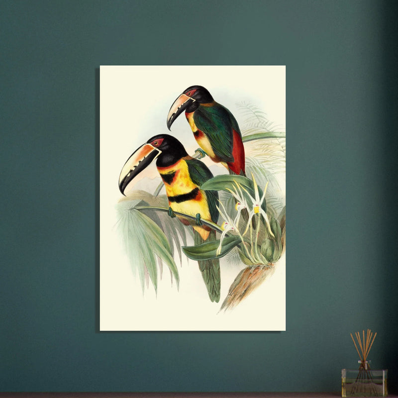Art print of beautiful vintage toucans birds by John Gould XIX Century.