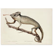 The Chameleon. Lacerta Chameleon by George Shaw 1792. Poster reproduction of an old historic illustration..