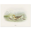 Pintail duck with duclings . Vintage bird print .   XIX beautiful illustration of european birds collection.