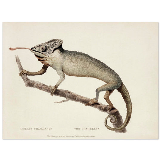 The Chameleon. Lacerta Chameleon by George Shaw 1792. Poster reproduction of an old historic illustration..