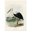 White stork. Vintage bird print .   XIX beautiful illustration of european birds collection.