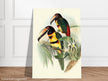 Art print of beautiful vintage toucans birds by John Gould XIX Century.