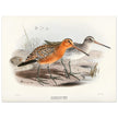 Redbreasted snipe birds. Vintage bird print.   XIX beautiful illustration of asian birds collection.