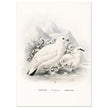Willow and Rock Ptarmigan birds. Vintage bird print.   XIX beautiful illustration of european birds collection.