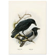 Carrion and hooded crows. Vintage bird print.   XIX beautiful illustration of european birds collection.