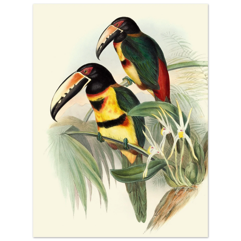 Art print of beautiful vintage toucans birds by John Gould XIX Century.