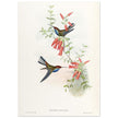 Hummingbirds  by John Gould XIX century . A Monograph of the Trochilidae.