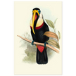 Toucan by John Gould XIX Century. Antique bird painting