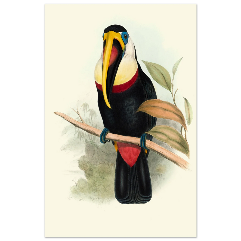 Toucan by John Gould XIX Century. Antique bird painting