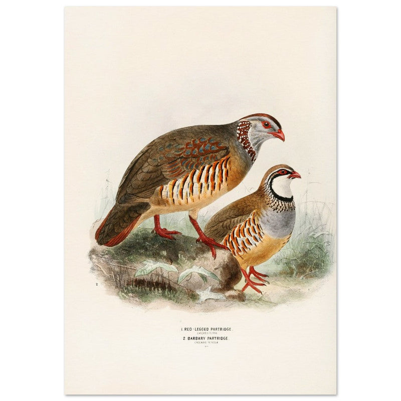 Red legged and barbary partdridges. Vintage bird print.   XIX beautiful illustration of european birds collection.